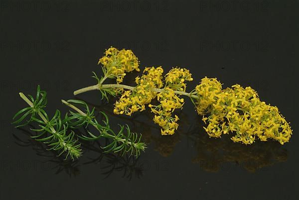 Common bedstraw