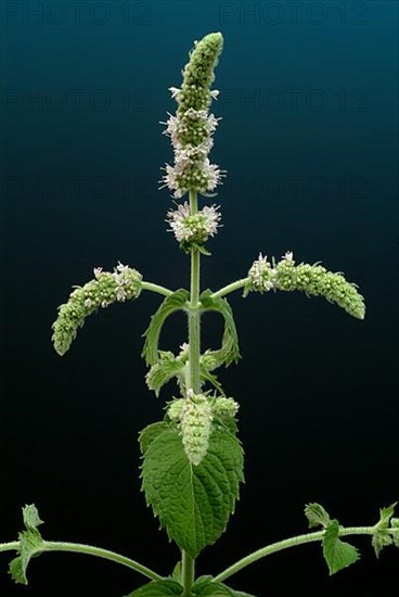 Horse mint