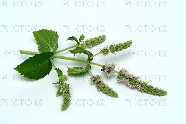 Horse mint