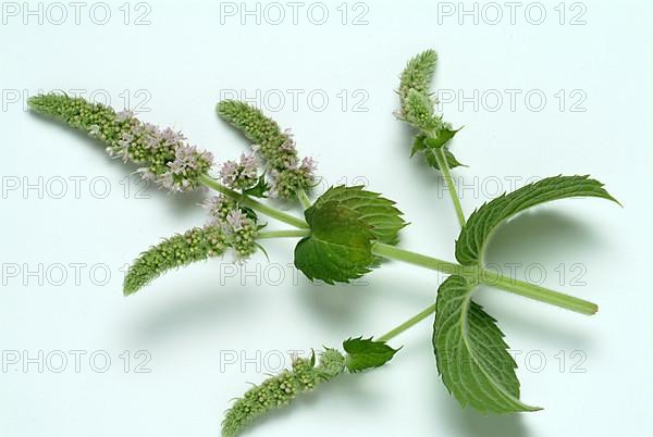 Horse mint