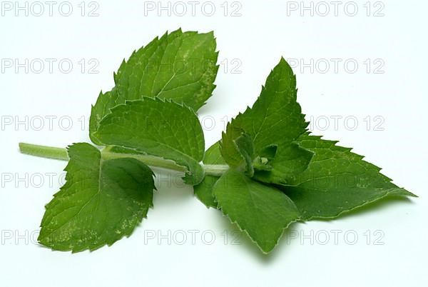 Horse mint