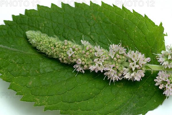 Horse mint