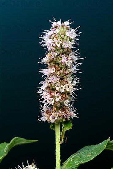 Horse mint