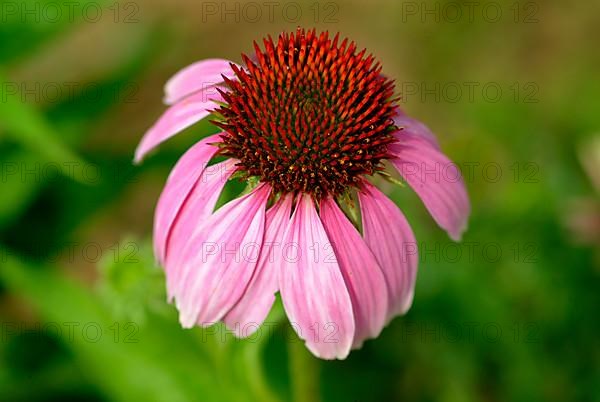 Purple coneflower