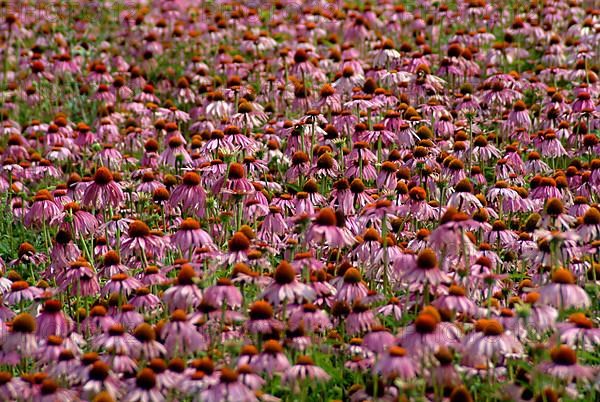 Purple coneflower