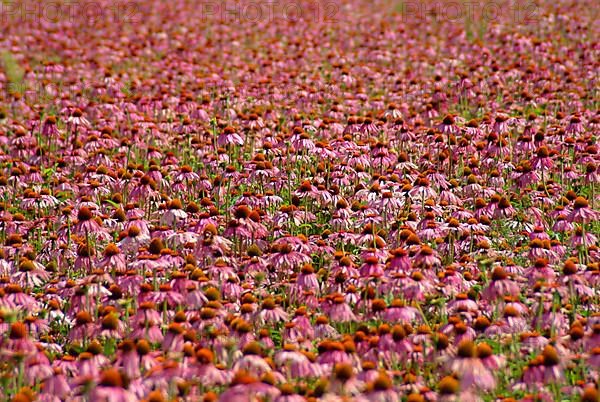 Purple coneflower