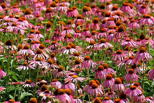 Purple coneflower