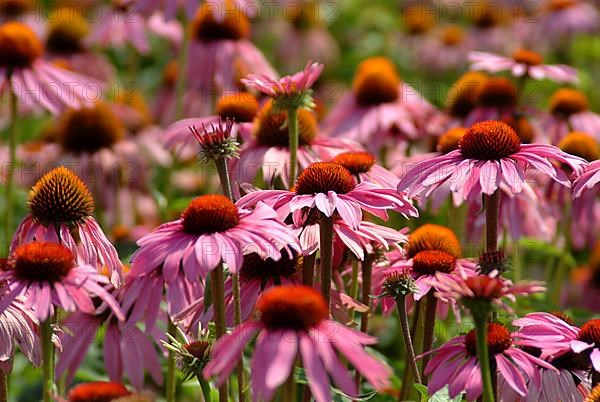 Purple coneflower