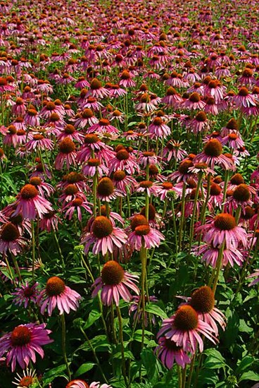 Purple coneflower