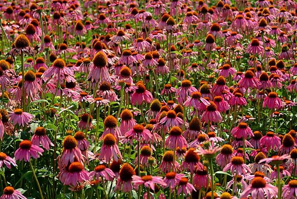 Purple coneflower