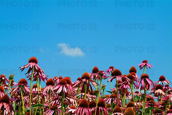 Purple coneflower