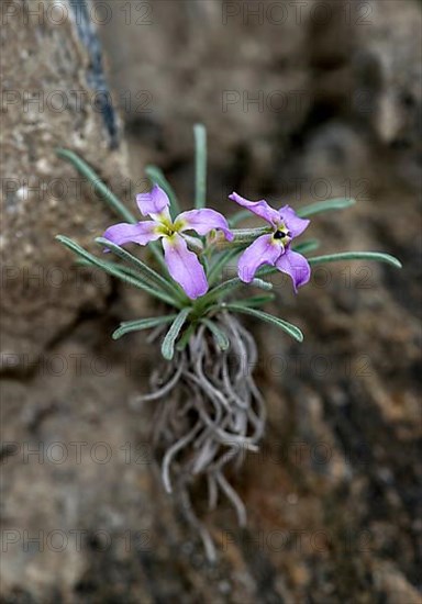 Valais levkoje