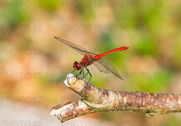 Ruddy darter