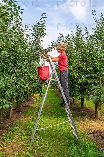 Woman picking ripe plums