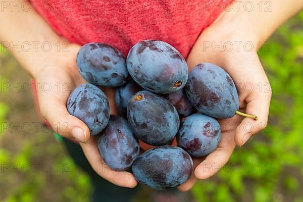 Children's hands holding ripe plums