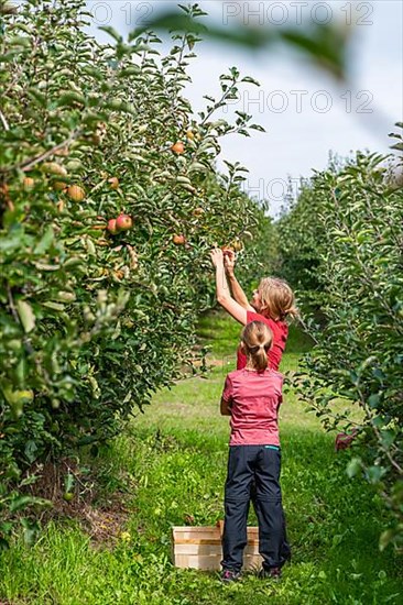 Woman with girl picking apples by herself