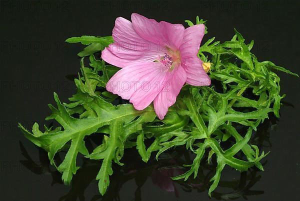 Musk mallow