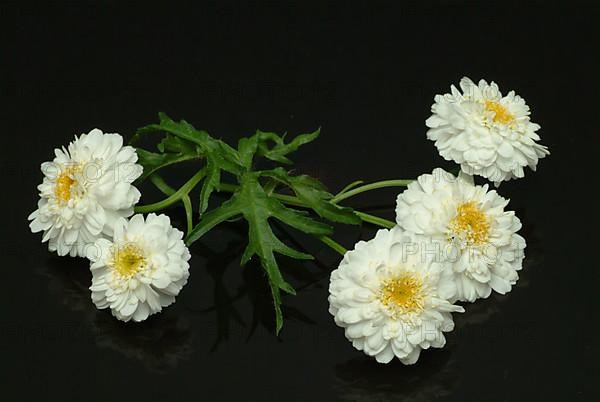 Roman chamomile