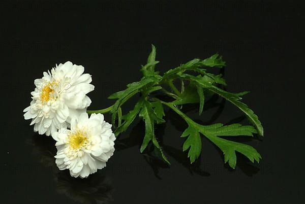 Roman chamomile