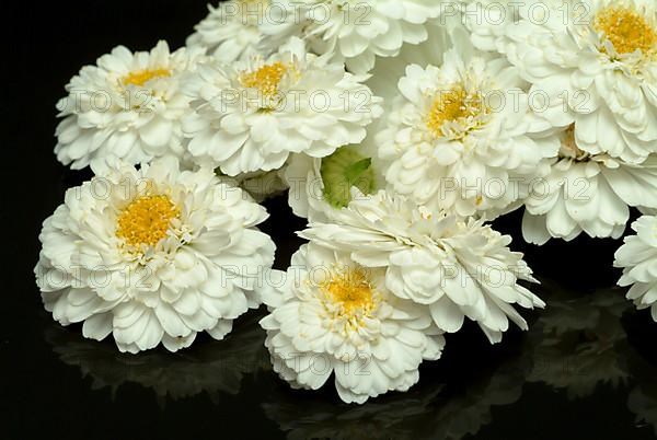 Roman chamomile