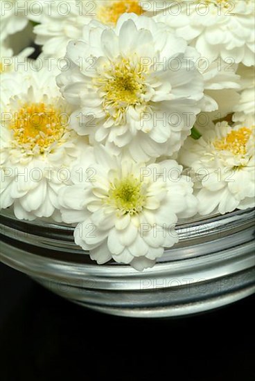 Roman chamomile