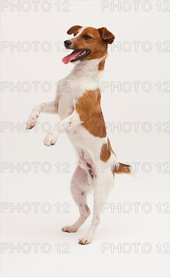 A Jack Russel Terrier performing different postures