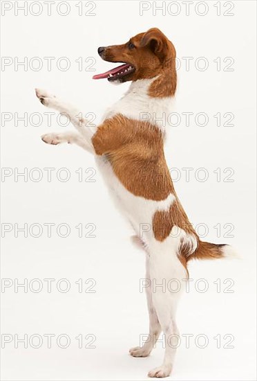 A Jack Russel Terrier performing different postures