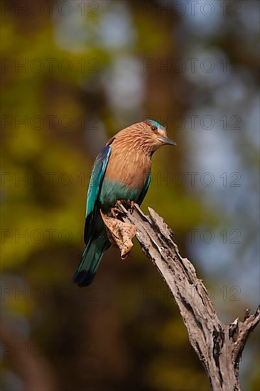 Indian roller