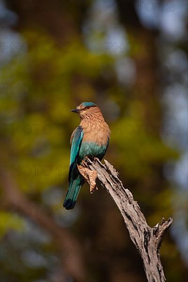 Indian roller