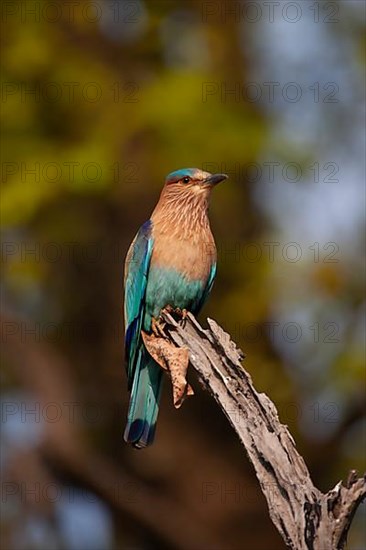 Indian roller