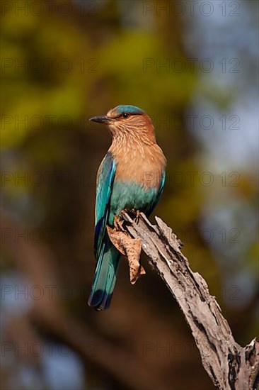 Indian roller