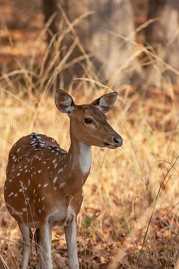 Chital deer