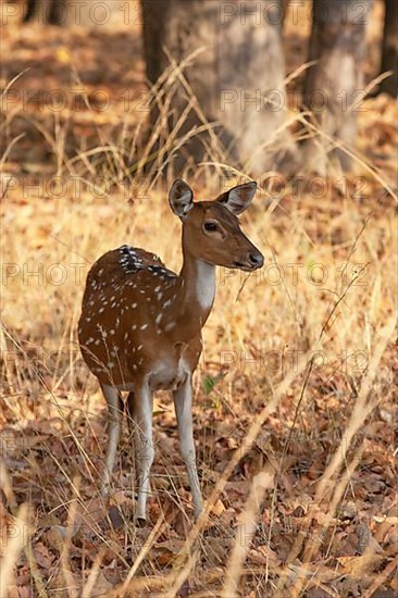 Chital deer