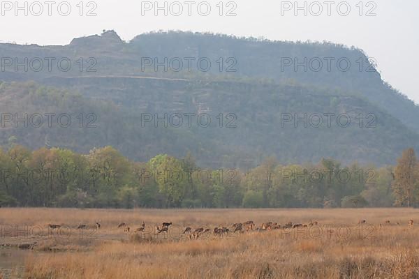 Chital deer