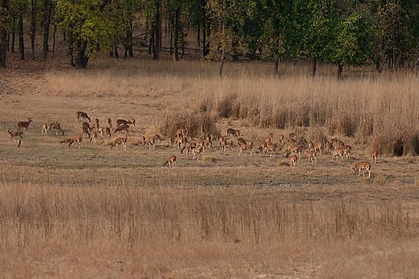 Chital deer