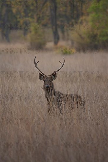 Sambar deer