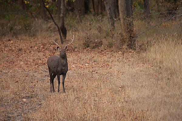 Sambar deer