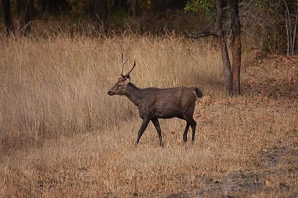 Sambar deer