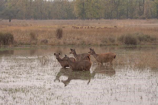 Sambar deer