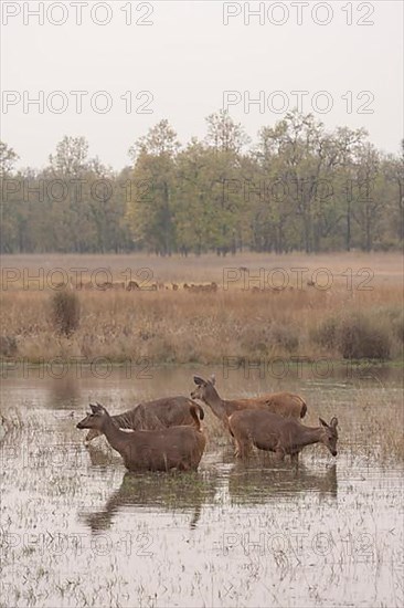 Sambar deer