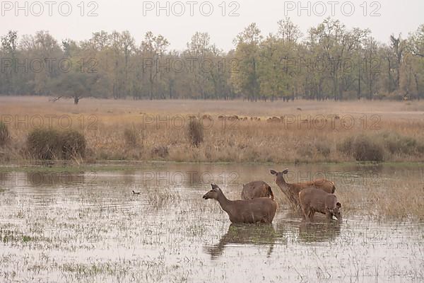 Sambar deer