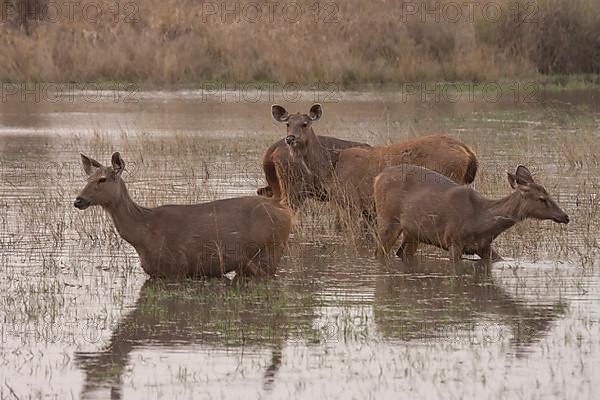 Sambar deer