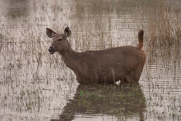 Sambar deer