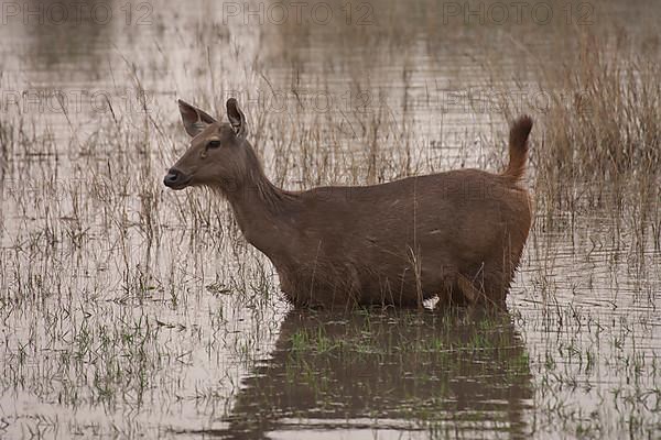 Sambar deer