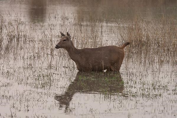 Sambar deer