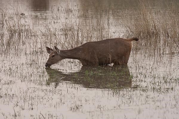 Sambar deer