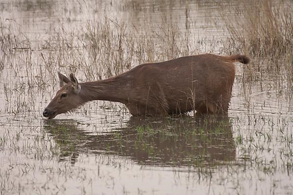 Sambar deer