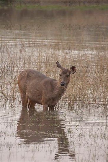 Sambar deer