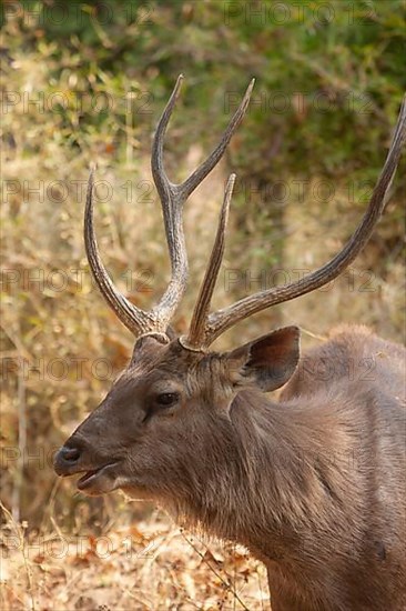 Sambar deer