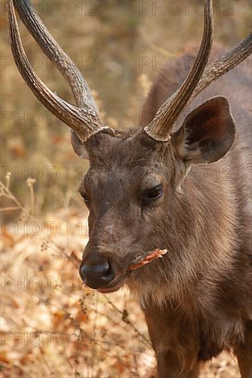 Sambar deer